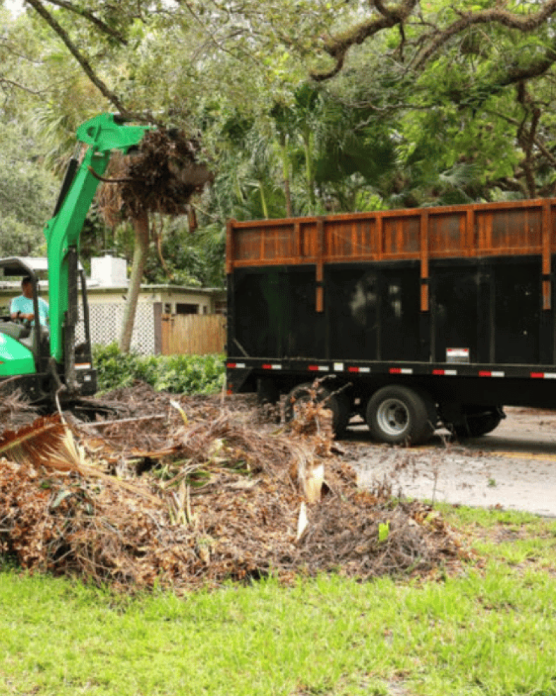 Yard Cleanout